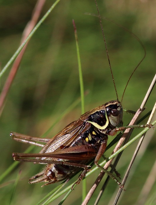 cricket, roesel bush cricket, insect