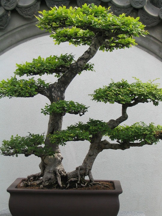 bonsai, bonsai tree, small