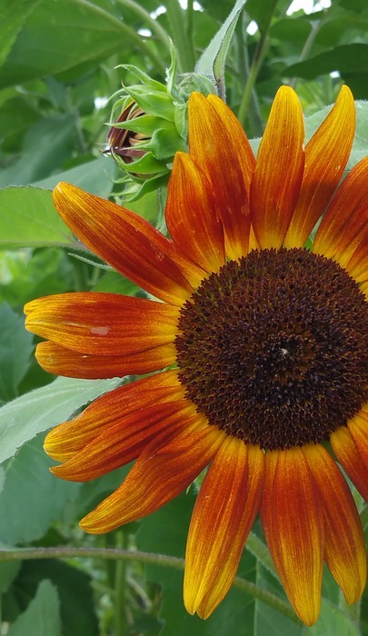 sunflower, closeup, nature