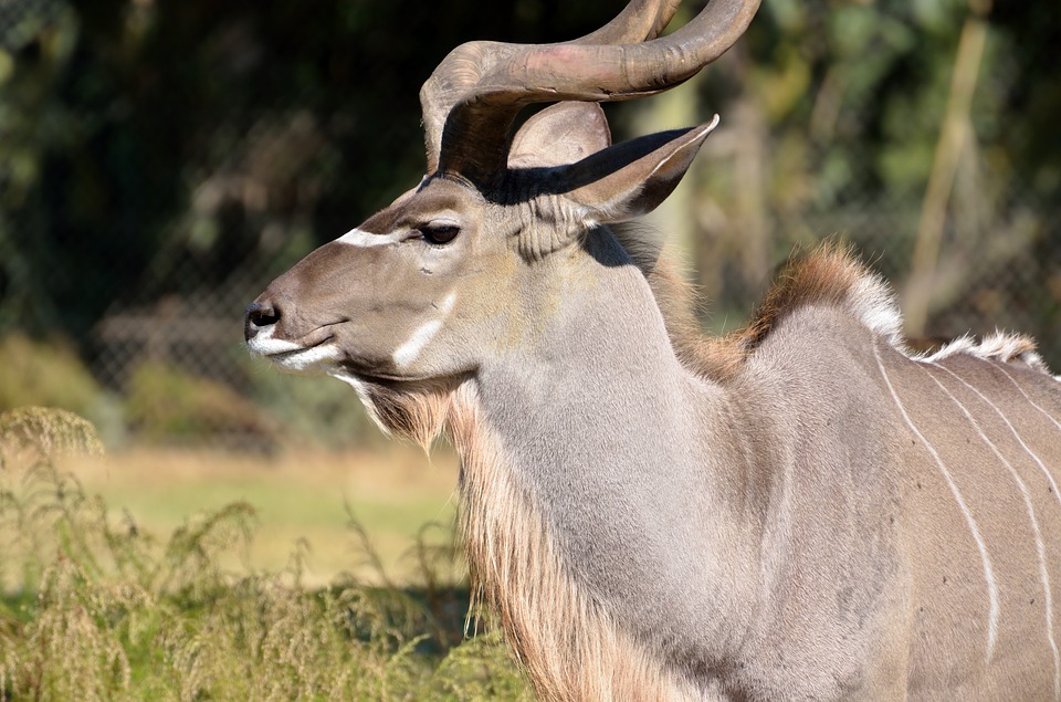 great kudu, wildlife, africa