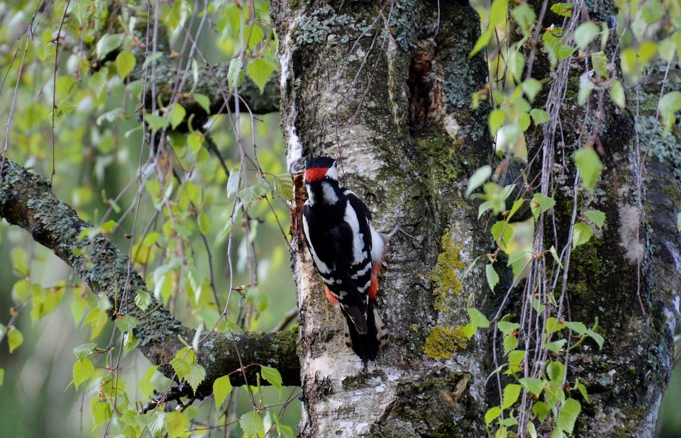 woodpecker, bird, colorful