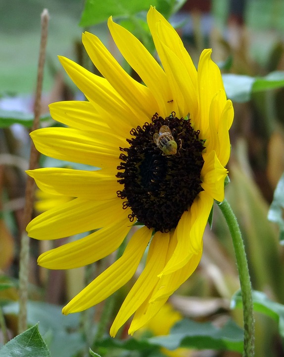 sunflower, ornamental, bee