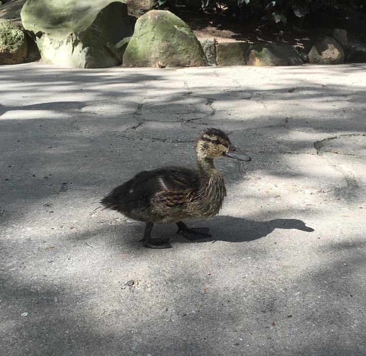 duck, baby duck, cute