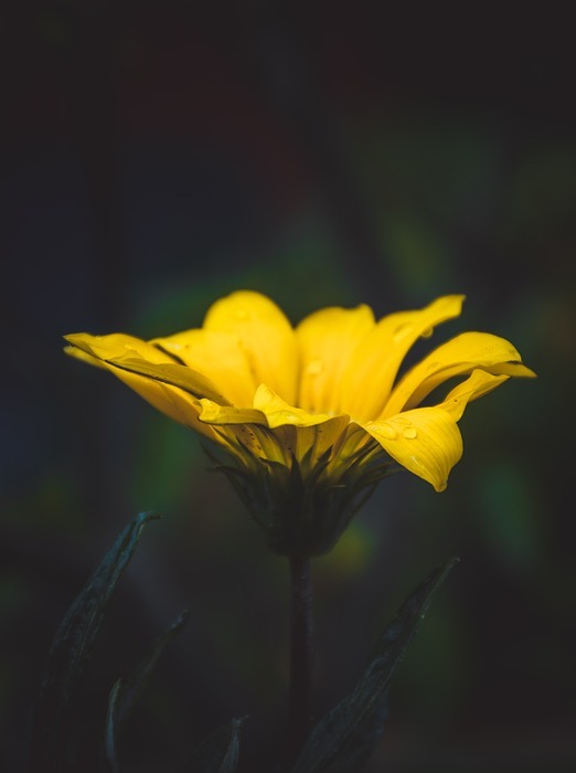 yellow, petal, flower