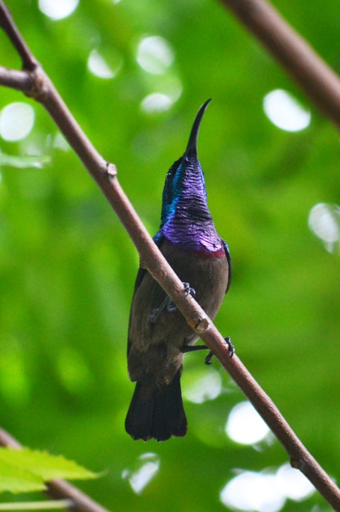 humming bird, male bird, colorful bird