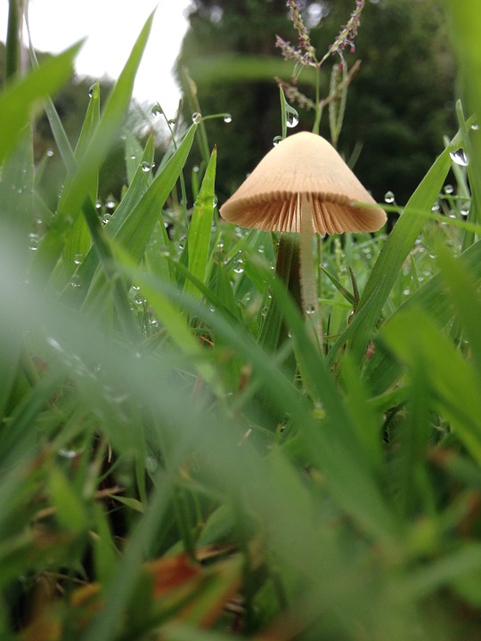 mushroom, fairy ring, toadstool