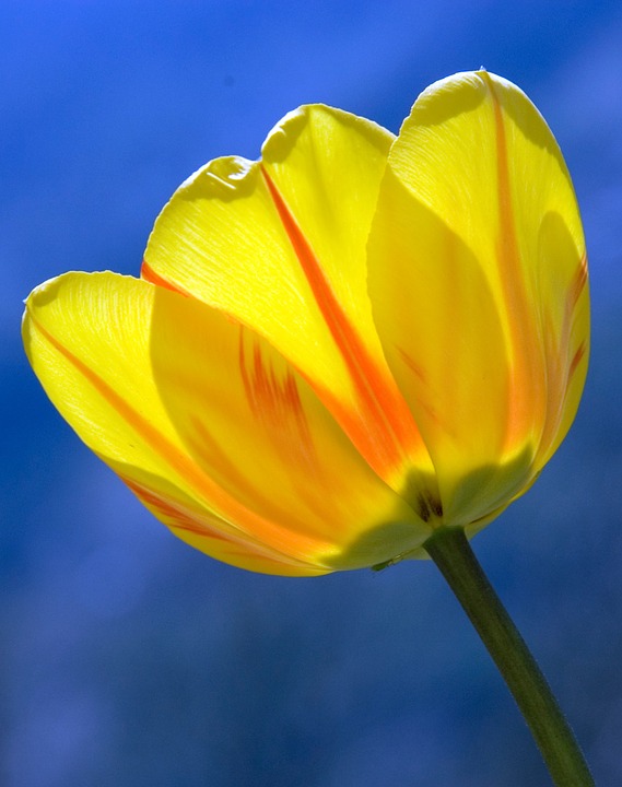 tulip, yellow, spring
