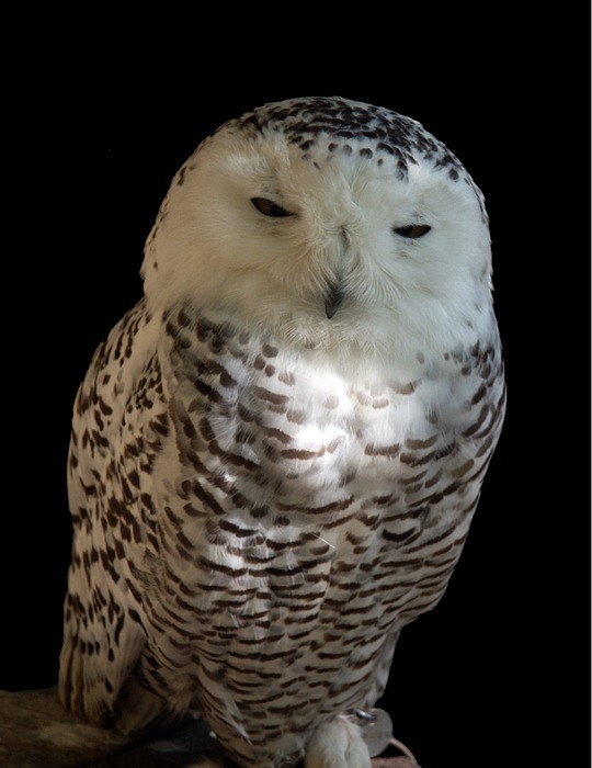 snowy owl, chouette harfang, bird