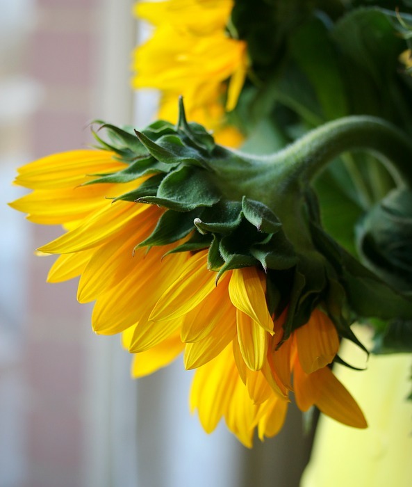 sunflower, flower, garden