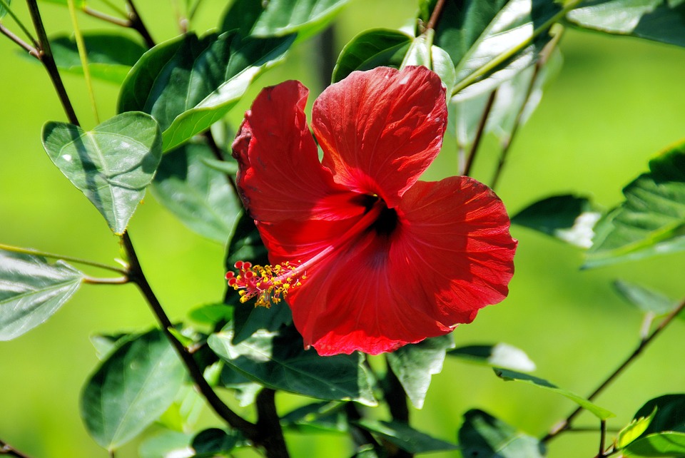 red hibiscus, exotic flower, botany