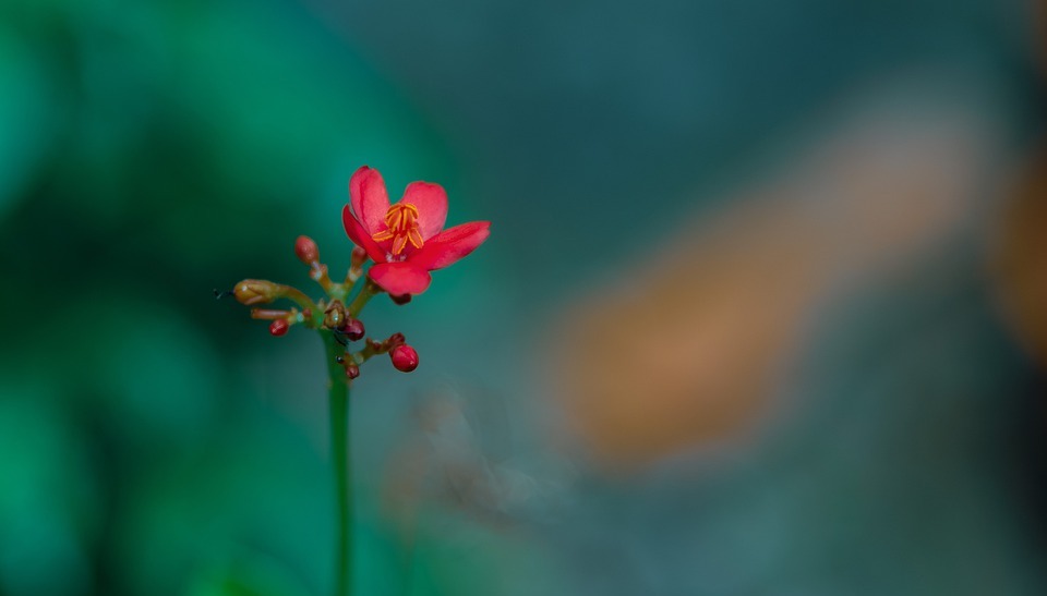 macro photography, flower, small flower