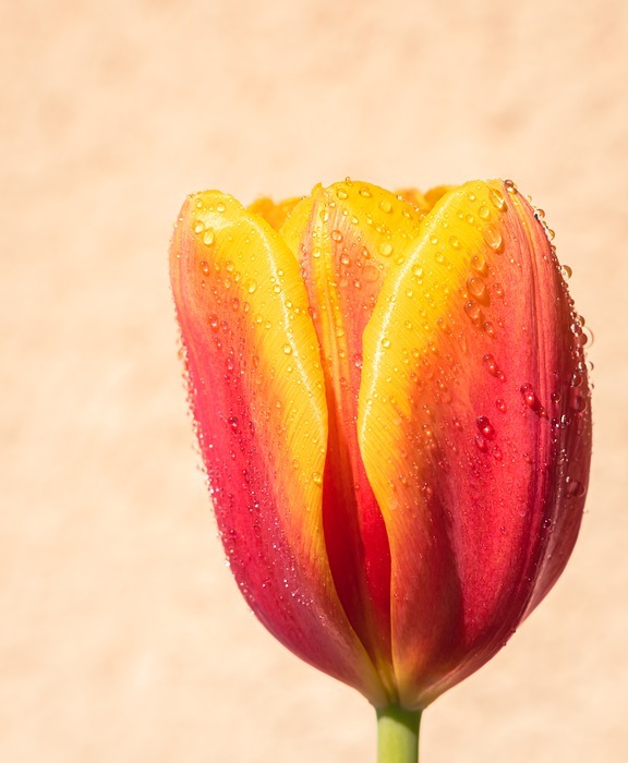 tulip, flower, dewdrops
