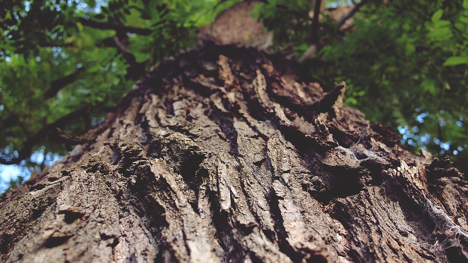 tree trunk, bark, nature