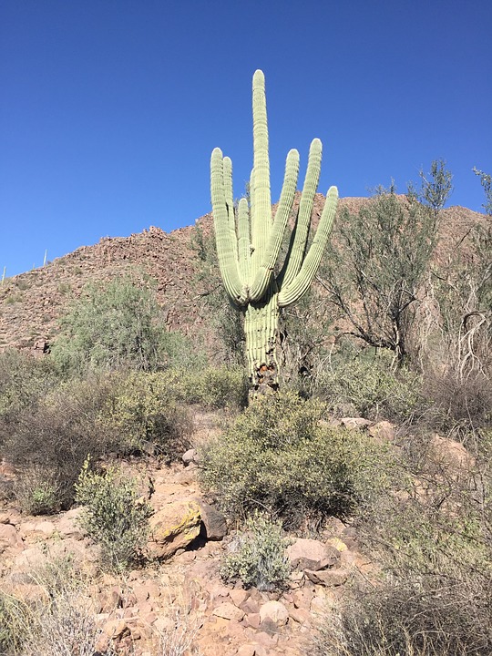 desert, cactus, arizona