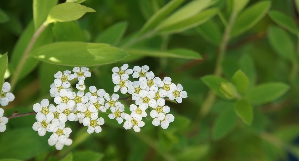 flowers, small, white