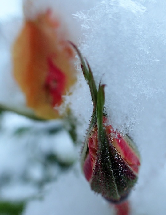 rose, bud, winter