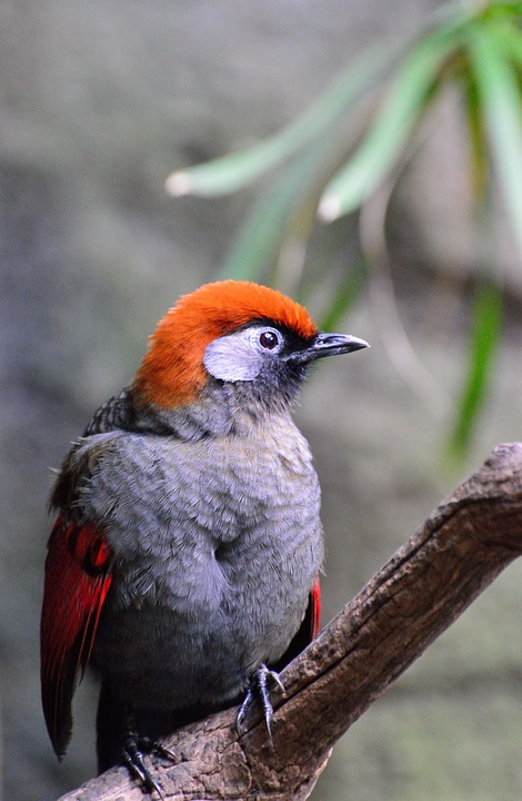 bird, red-winged laughing thrush, exotic