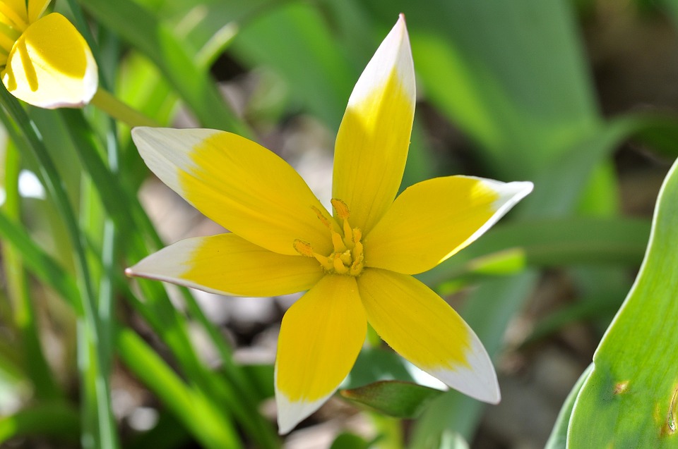flower, small star tulip, blossom