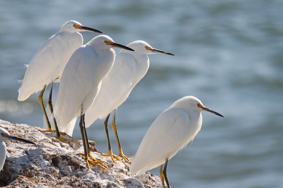 snowy egrets, birds, wildlife