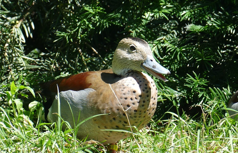 plumage, colorful, mandarin ducks