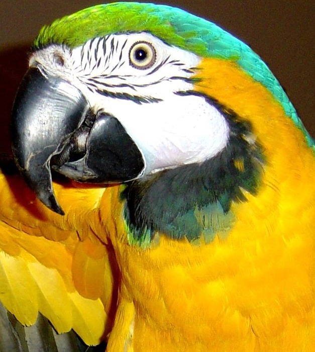 macaw, bird, blue and gold macaw