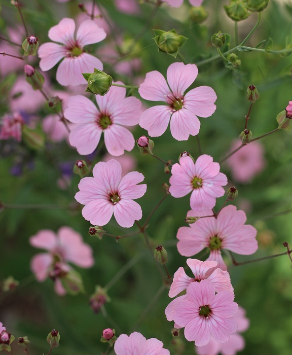 pink flowers, small flowers, garden