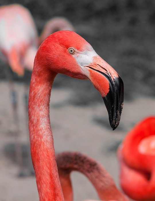 bird, flamingo, pink