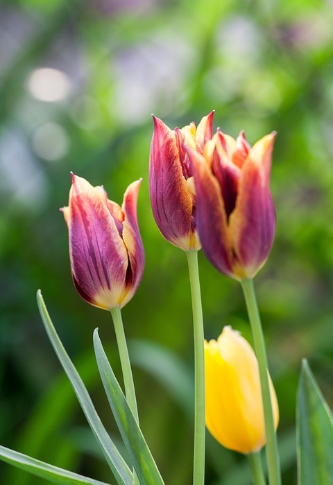 tulips, tulip, plant