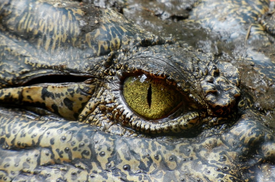 crocodile, eye, animal