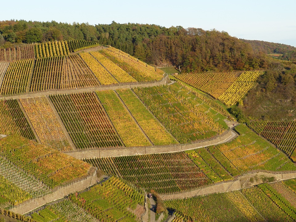 vineyard, nature, wine