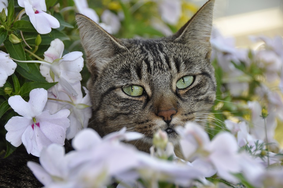 cat, flower, spring