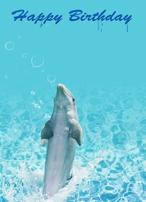 birthday, dolphin, water