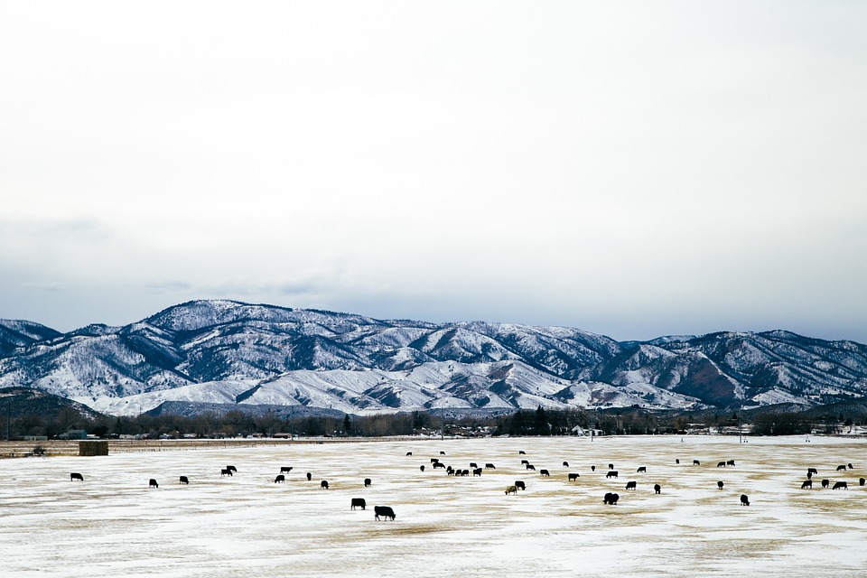 snowy mountains, cattle, farm
