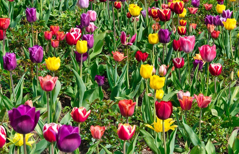 tulips, background, texture