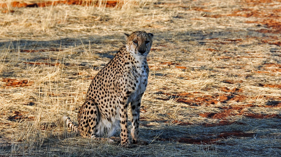 cheetah, africa, namibia