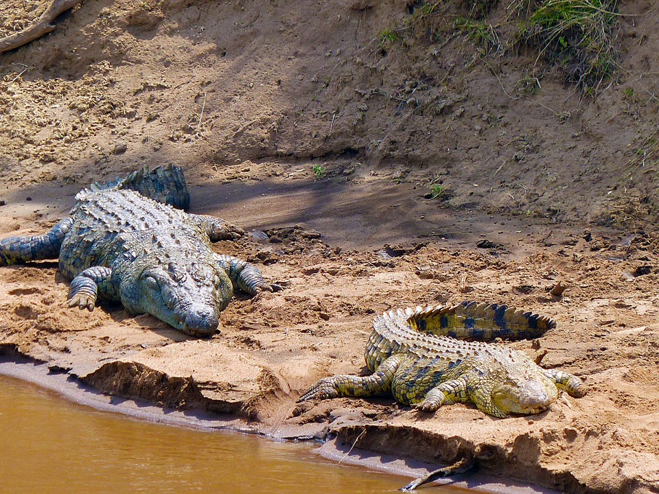 crocodiles, reptiles, safari