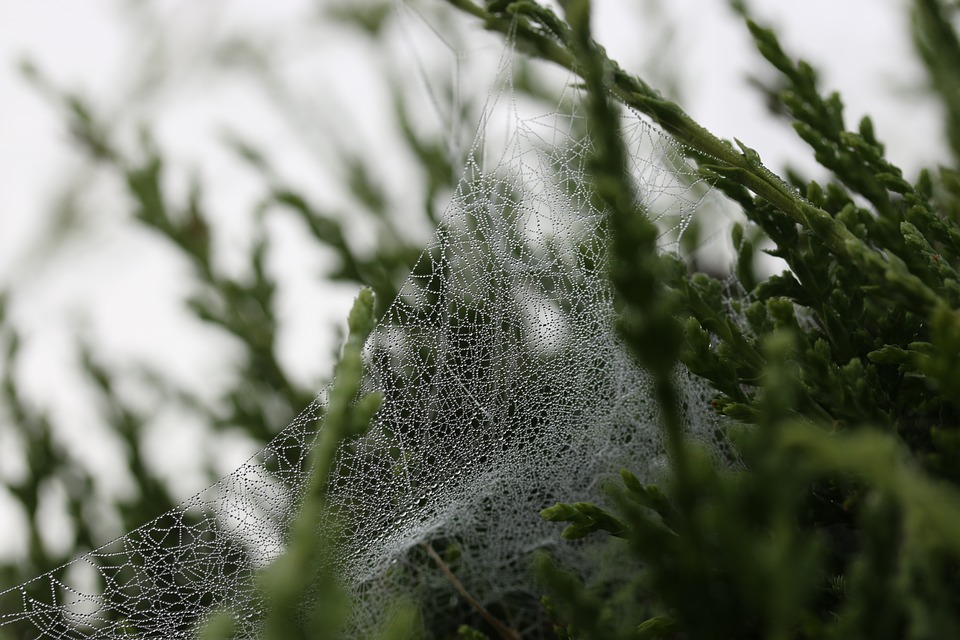 cobweb, spiderweb, wet