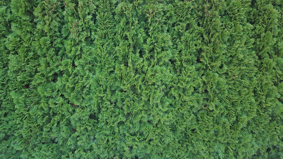 hedge, texture, green