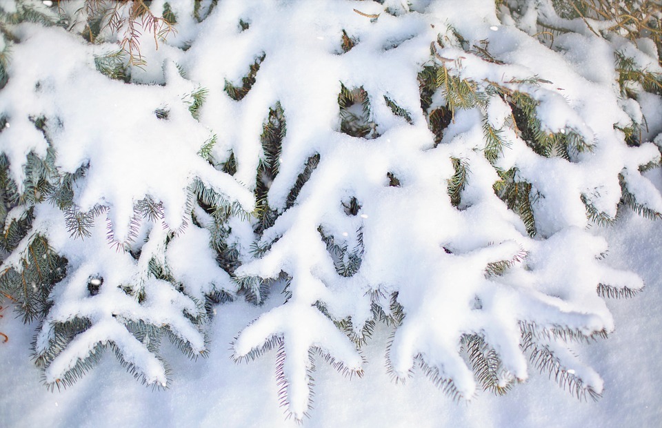 snowy, snow, pines
