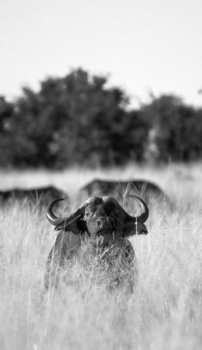 buffalo, animal, safari