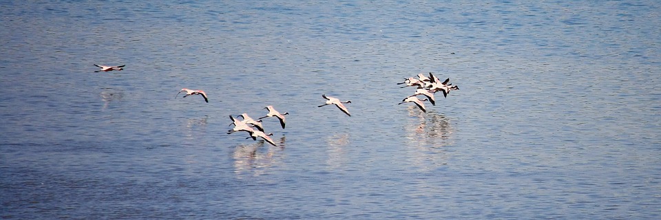 flamingos, birds, india