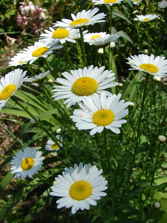 daisy, flowers, spring