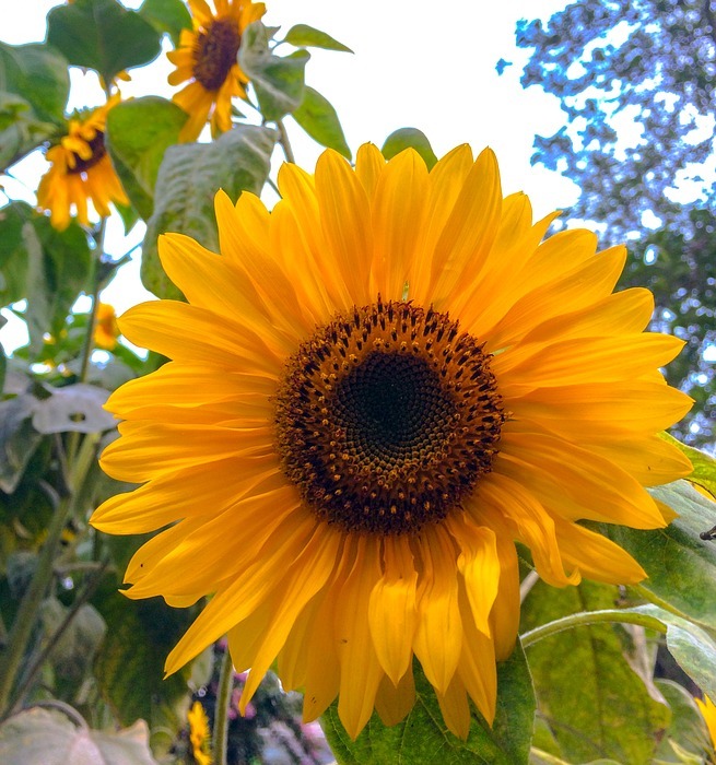 sunflower, sun, flower