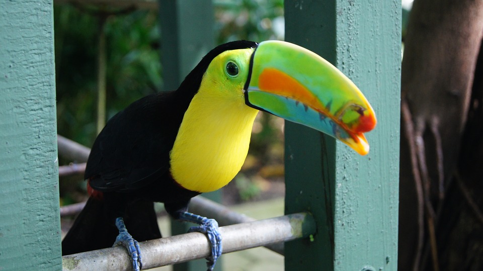 toucan, bird, colorful