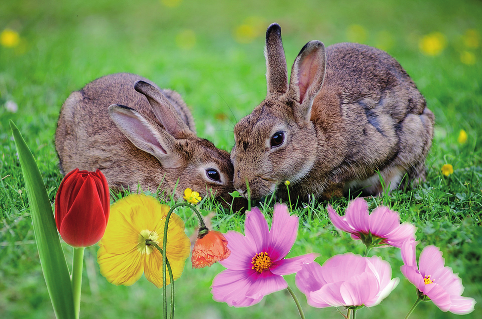 rabbit, easter, flowers