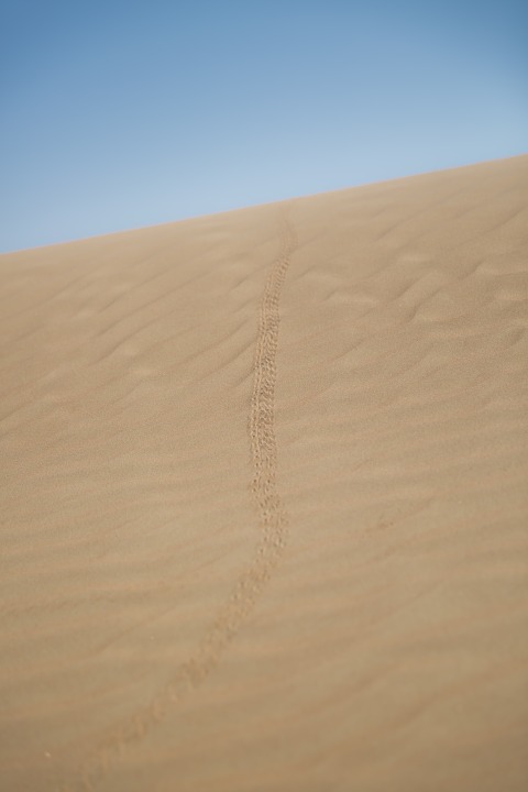 desert, scorpion, trails