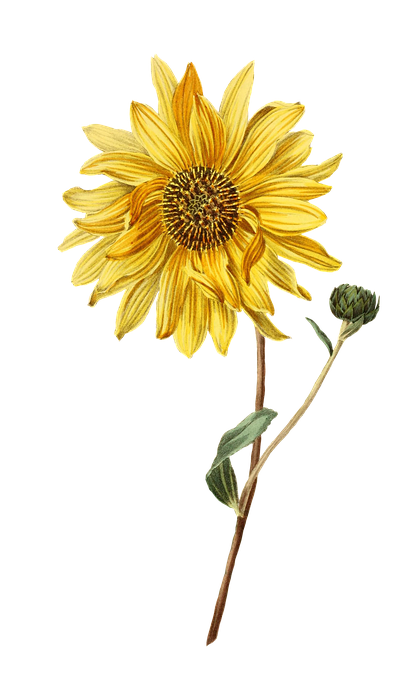 sunflower, flower, plant