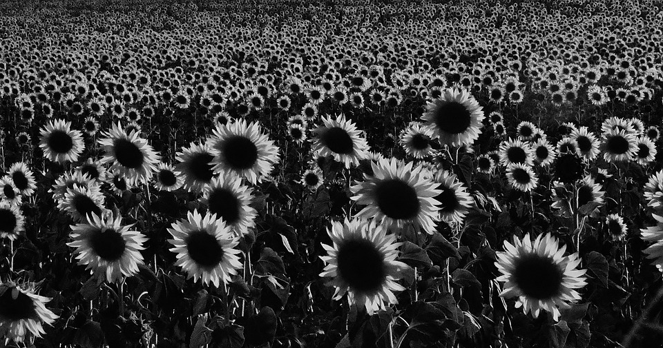 sunflower, landscape, field