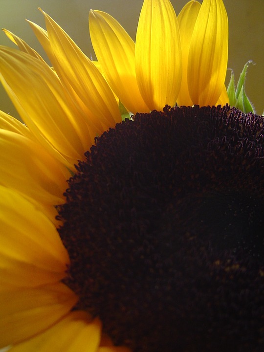 sunflower, petals, backlight