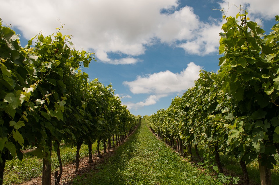 vineyard, blue sky, winery